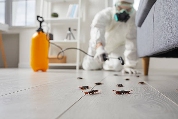 Commercial Kitchen Cockroach Control in Melrose Park